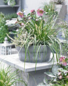 Carex EverColor® Everlime Carex EverColor® Everlime