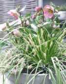 Carex EverColor® Everlime Carex EverColor® Everlime