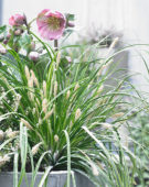Carex EverColor® Everlime Carex EverColor® Everlime