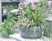 Carex EverColor® Everlime Carex EverColor® Everlime