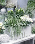 Carex EverColor® Everest Carex EverColor® Everest