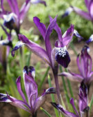 Iris reticulata Spot On