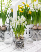 Muscari aucheri White Magic
