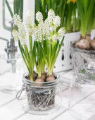 Muscari aucheri White Magic