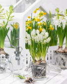 Muscari aucheri White Magic