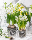 Muscari aucheri White Magic, Hyacinthus White Pearl