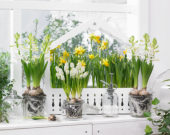 Muscari aucheri White Magic, Hyacinthus White Pearl