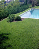 Lawn with swimming pool