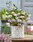 Helleborus orientalis Double Ellen® Pink Spotted Helleborus orientalis Double Ellen® Pink Spotted