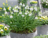Muscari Manon® Muscari Manon®