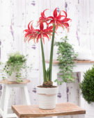 Hippeastrum Quito