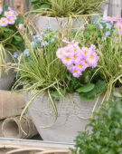 Carex EverColor® Everoro Carex EverColor® Everoro