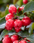 Gaultheria red