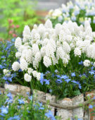 Muscari aucheri White Magic