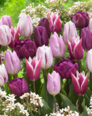 Tulipa mix