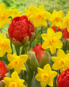 Narcissus Sweetness, Tulipa Redwood