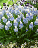 Muscari Mountain Lady
