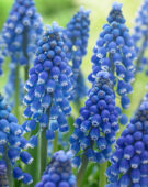 Muscari Big Smile® Muscari Big Smile®