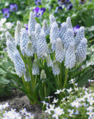 Muscari Baby's Breath