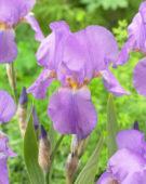 Iris germanica Dorcas Lives Again