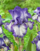 Iris germanica Kissing Circle 