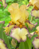 Iris germanica Bullwinkle