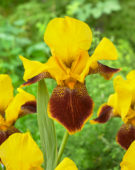Iris germanica Whoom am Up