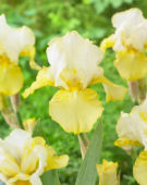Iris germanica Baroque Prelude