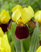 Iris germanica Rajah Brooke