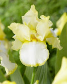 Iris germanica Summer Glow