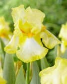 Iris germanica Landshine Path