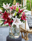 Lilium One Love, Lilium Dignity, Lilium Special News, Lilium Lovely Day, Lilium Chartwell, Lilium King Solomon