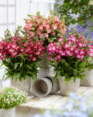 Penstemon PentasticTM Pink ('YAPMINE')
Penstemon PentasticTM Rose ('YAPROSE')
Penstemon PentasticTM Red ('YAPRUBY')