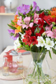 Alstroemeria Red Delight
Alstroemeria Misty Spring
Alstroemeria Moria
Alstroemeria Elegance
Alstroemeria Party