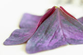Yka Leaves ® Yka Leaves ®