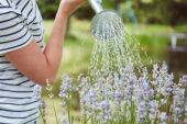 Watering lavender