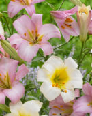Lilium White and Pink Planet