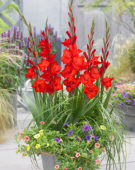 Gladiolus rood