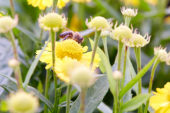 Helenium Mariachi™ Sombrero Helenium Mariachi™ Sombrero