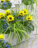 Carex EverColor® Everlime Carex EverColor® Everlime