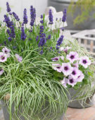 Carex EverColor® Everlite  Carex EverColor® Everlite