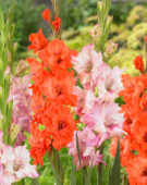 Gladiolus mix