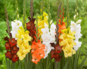 Gladiolus Azuro, Gladiolus Elmorada, Gladiolus Golden Sunrise, Gladiolus Imogen