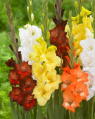 Gladiolus Azuro, Gladiolus Elmorada, Gladiolus Golden Sunrise, Gladiolus Imogen