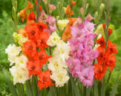 Gladiolus Buena Sera, King Redbad, Gladiolus Twister, Gladiolus Princess Frizzle