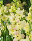 Gladiolus Alicia