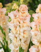 Gladiolus Flower Trail