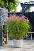 Miscanthus sinensis Red Cloud ® Miscanthus sinensis Red Cloud ®