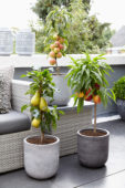 Fruit tree collection
