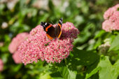 Vlinder op Sedum bloem